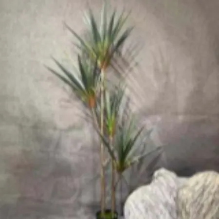 Bonsai Bonsai